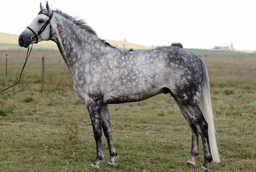 horse breed Trakehner