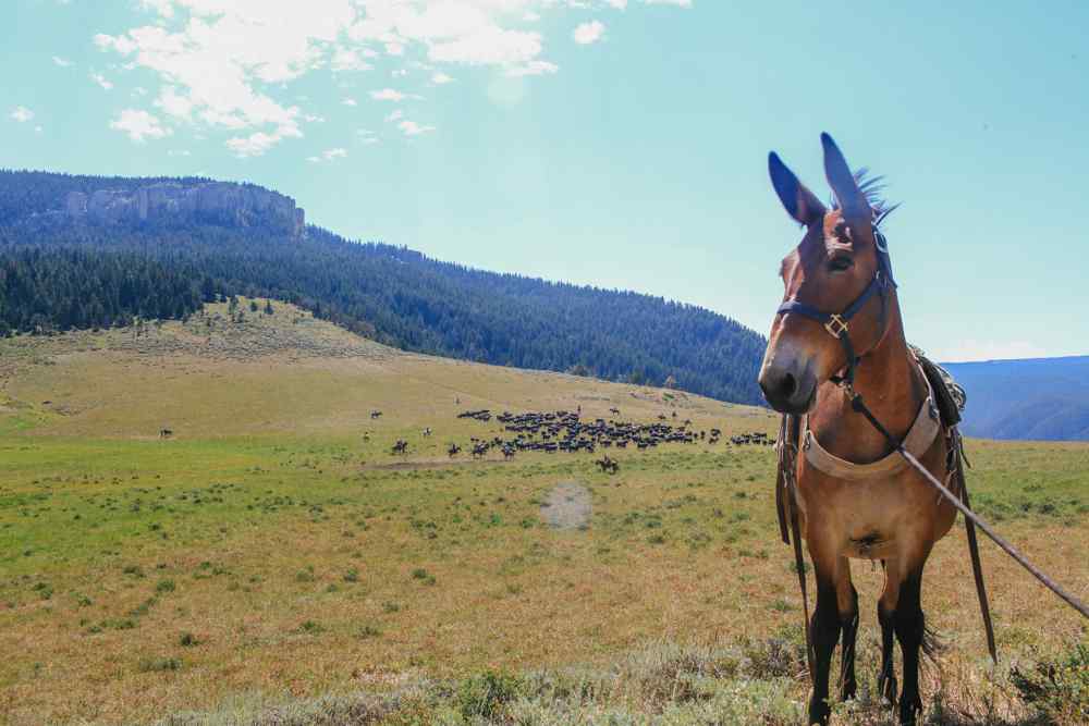 horse riding holiday wyoming
