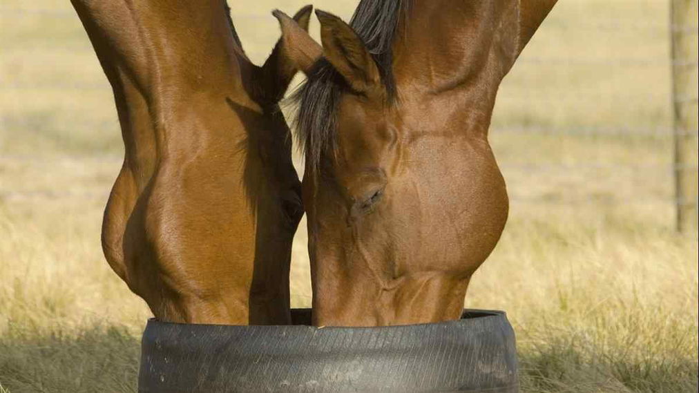 Rogan Josh & Paris Lane_Visit Melbourne