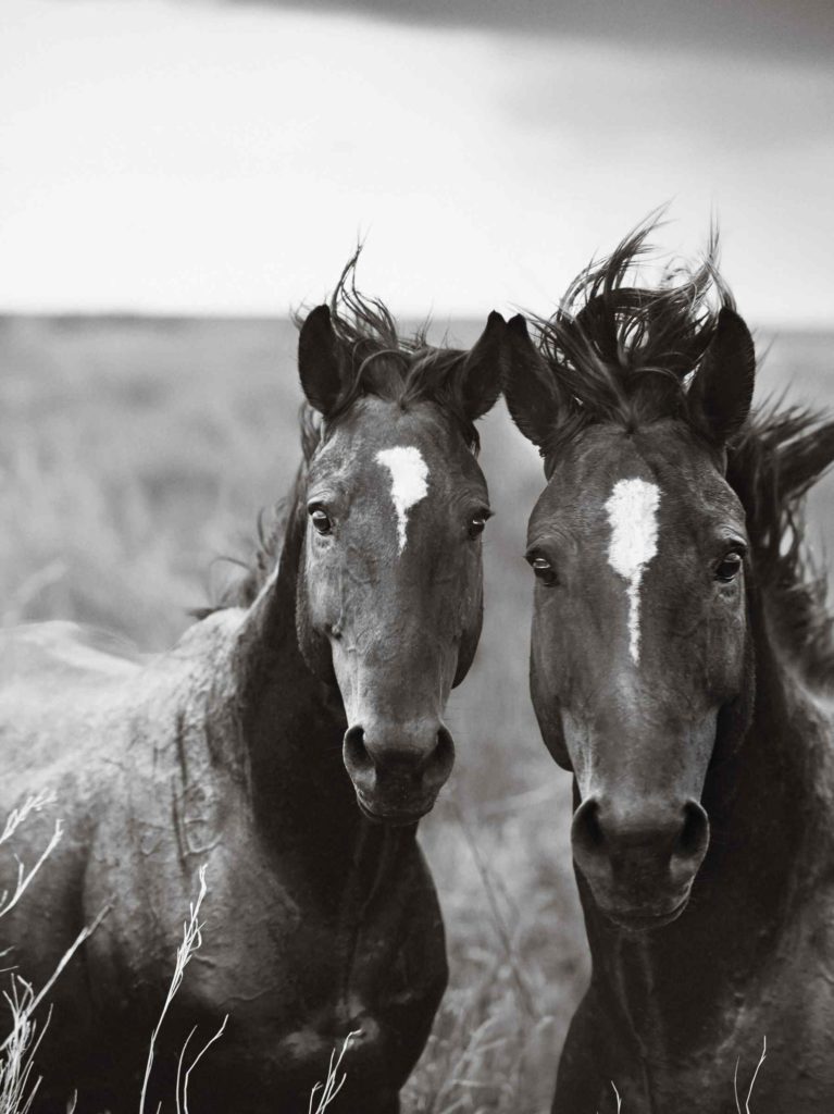 WildDuo