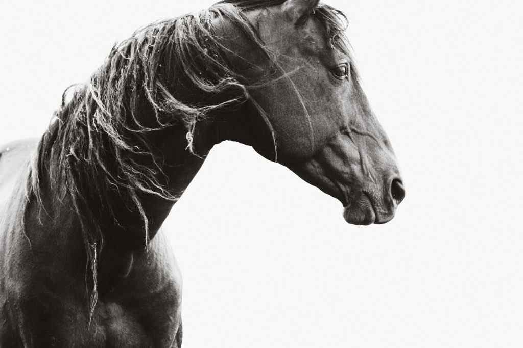 BlackBeauty