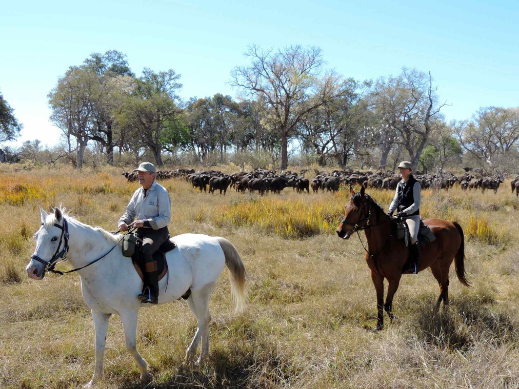 safari horse in botswana