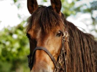 safari horse in the spotlight