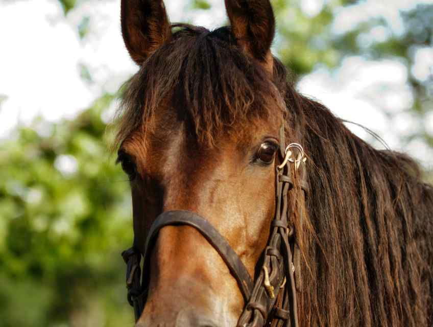 safari horse in the spotlight