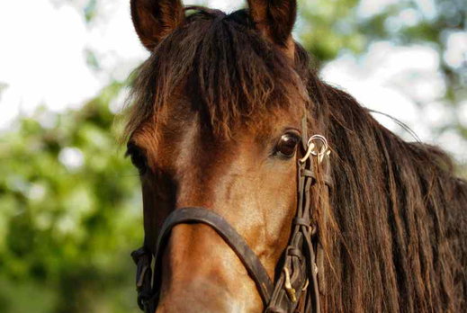 safari horse in the spotlight