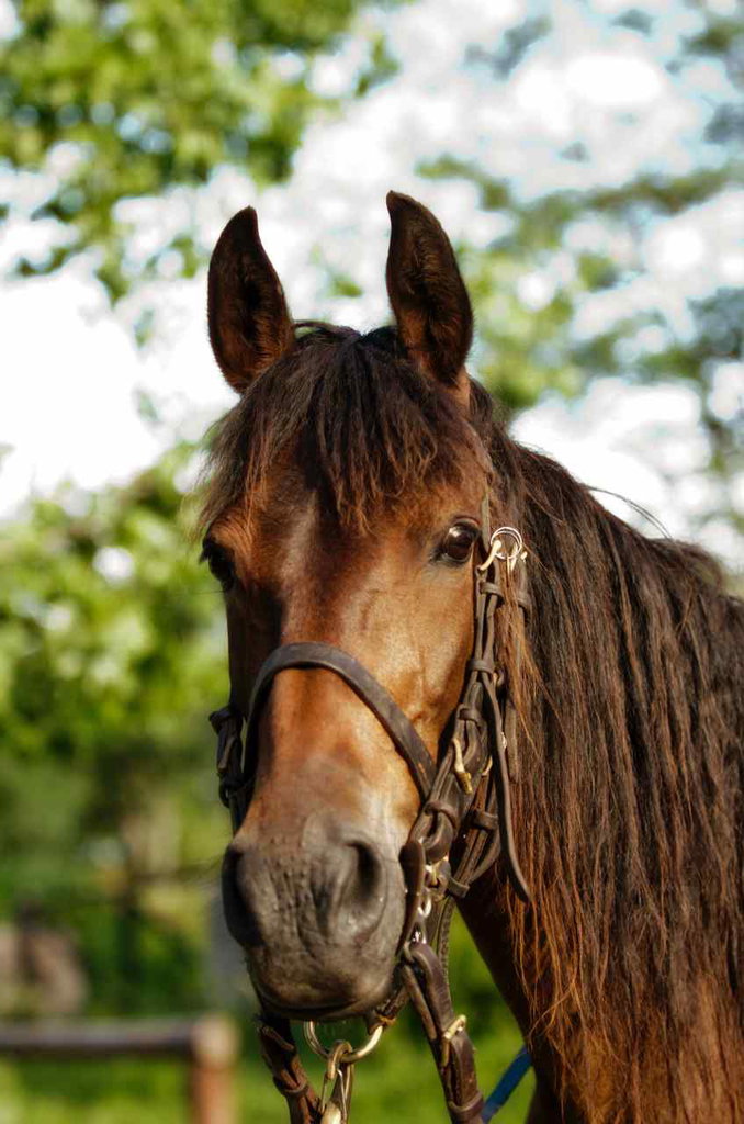 safari horse in the spotlight
