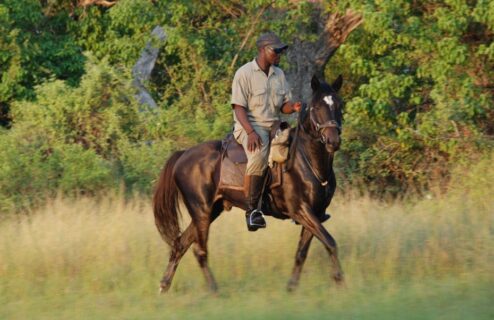 Meet our guide Rogers