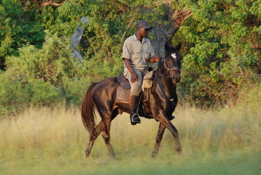 Meet our guide Rogers