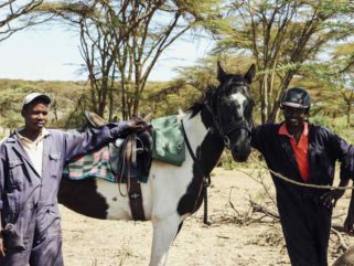 globetrotting guest horse