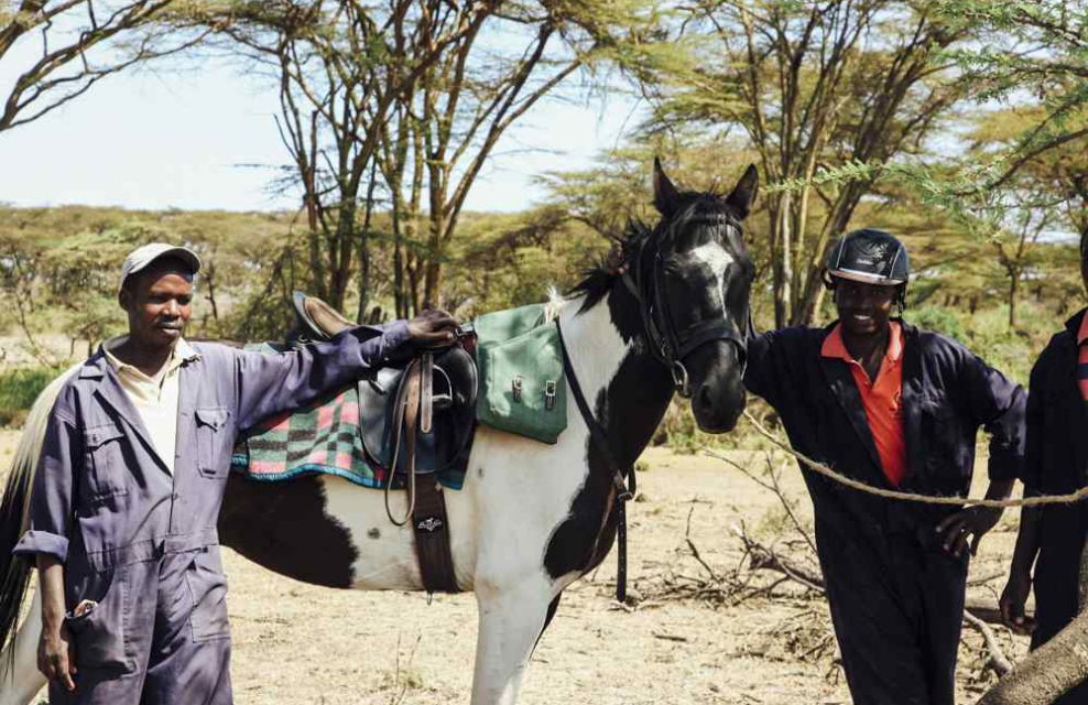 globetrotting guest horse