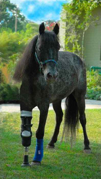 meet molly hurricane katrina survivor