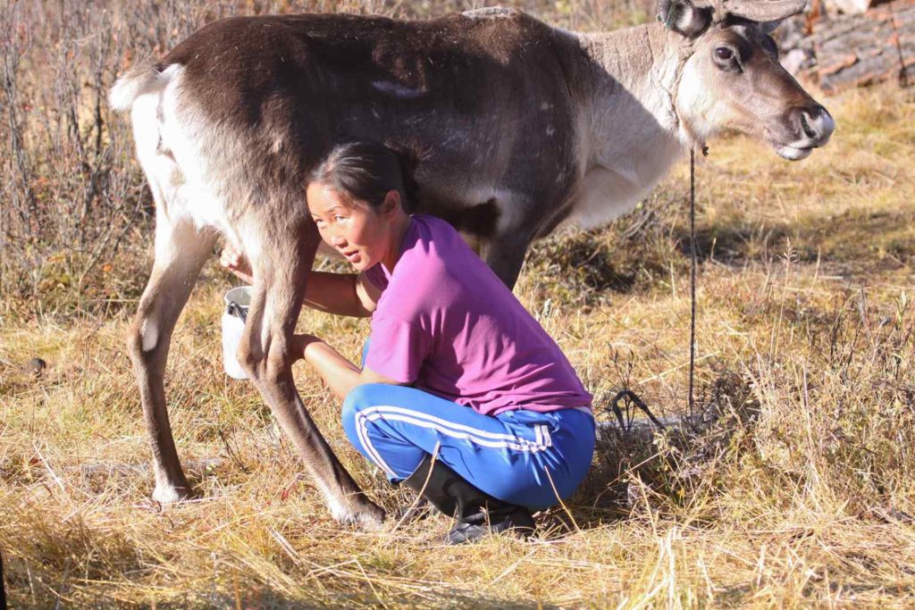 reindeer