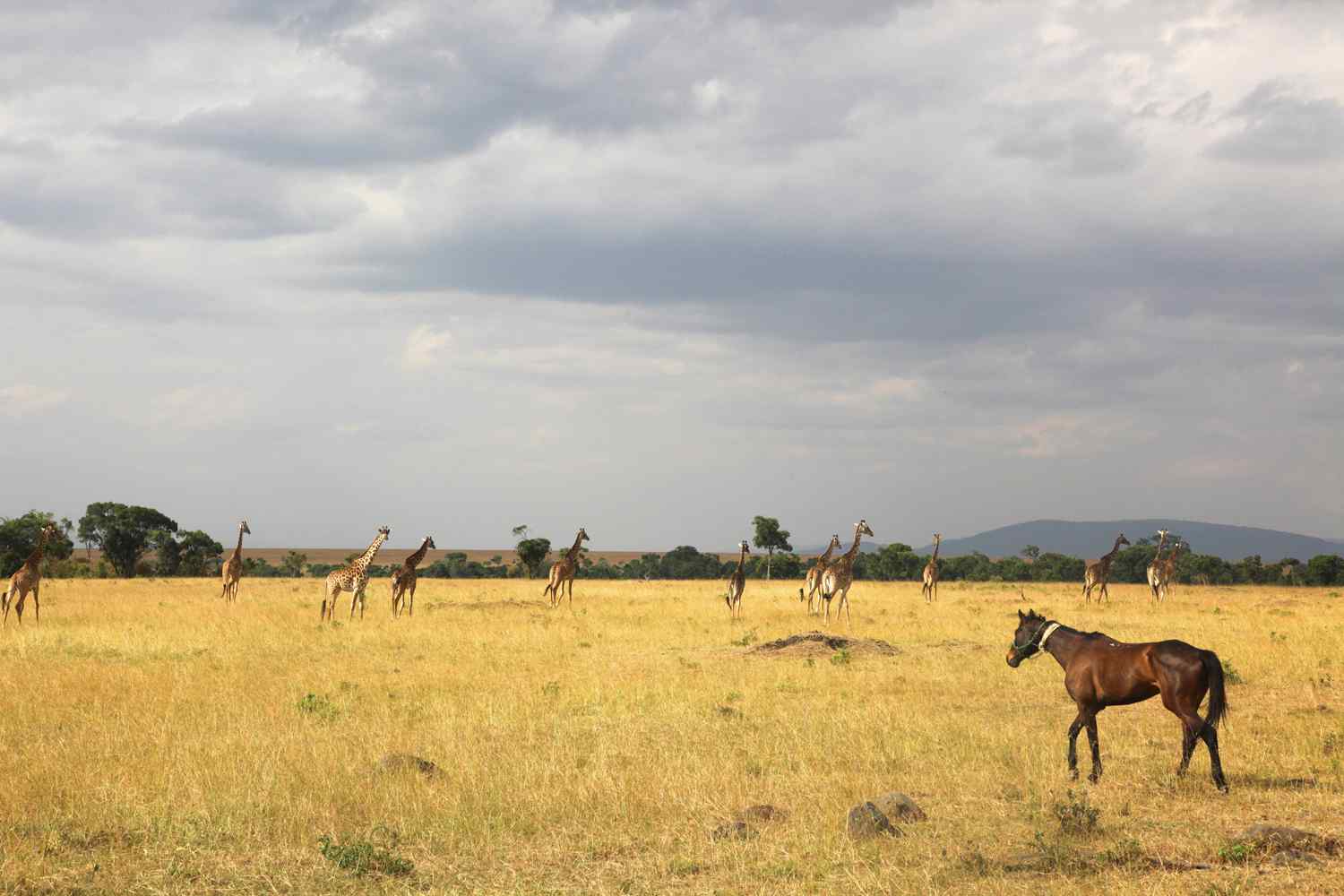 Horse riding holiday Kenya