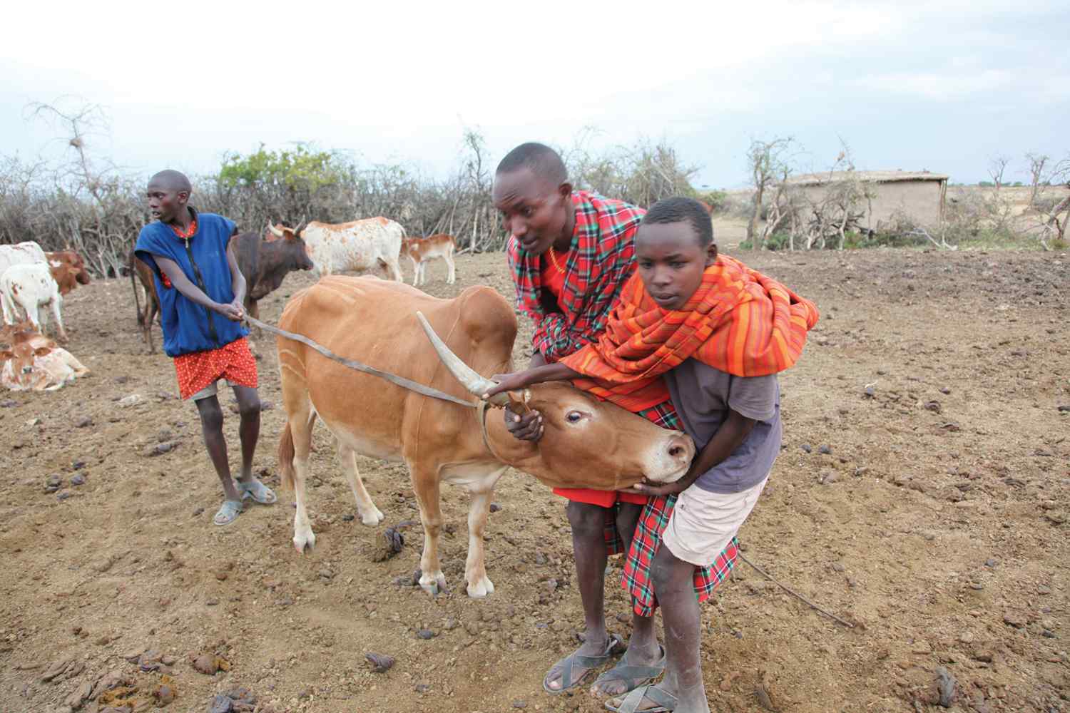 Horse riding holiday Kenya