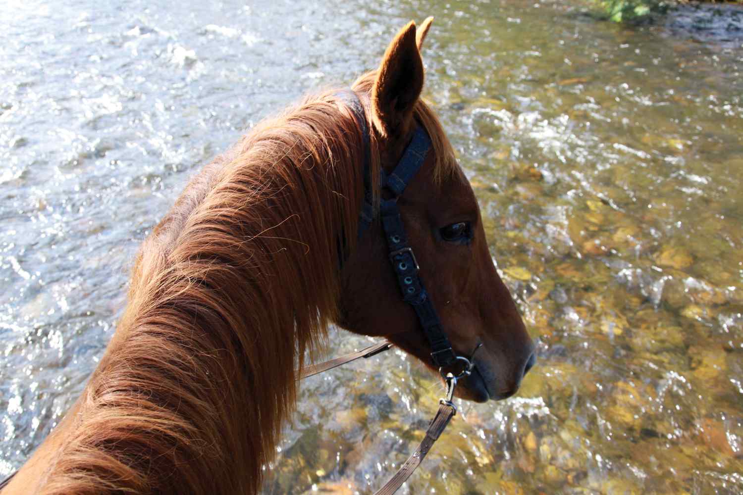 Man from Snowy River horse riding holiday