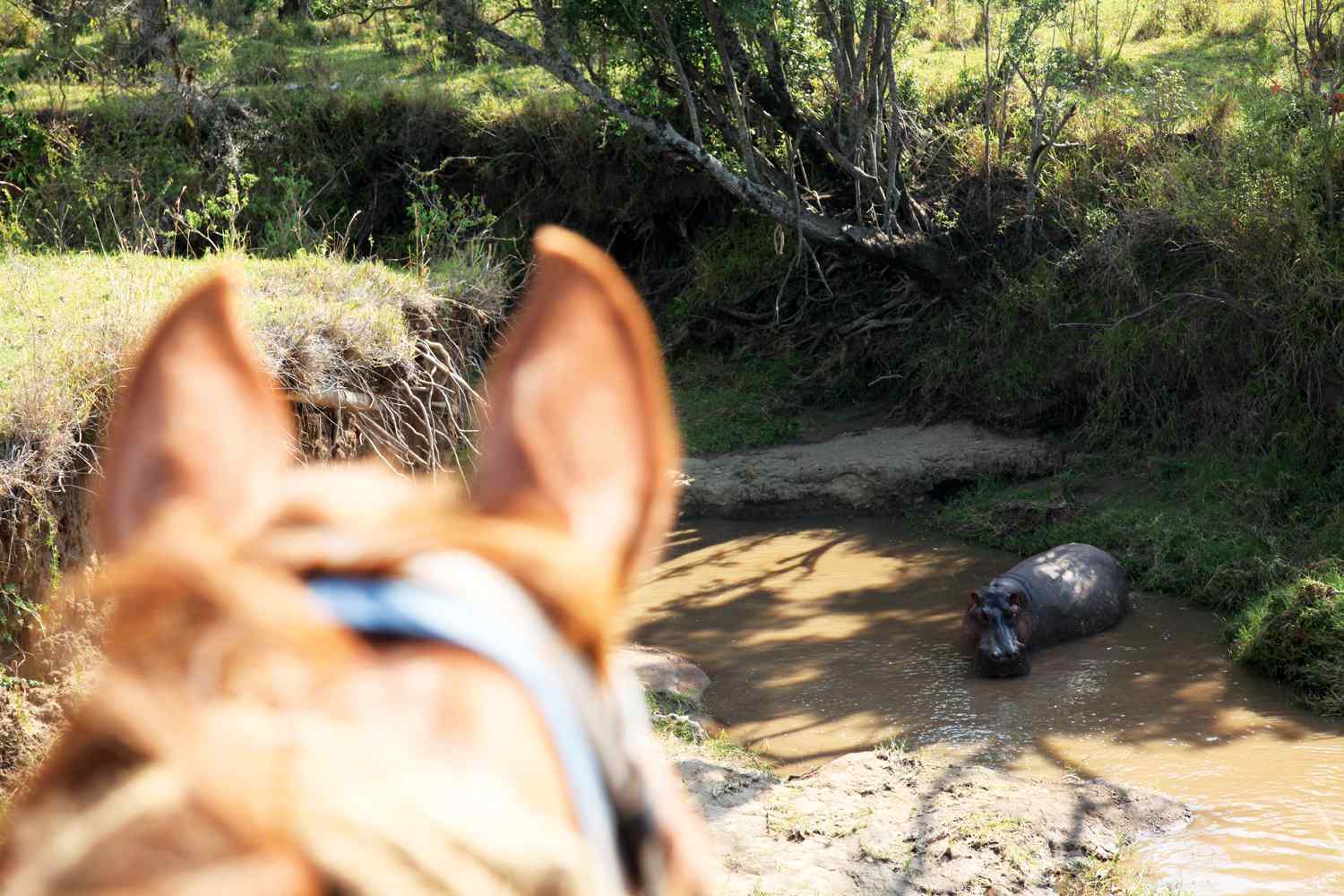 Horse riding holiday Kenya