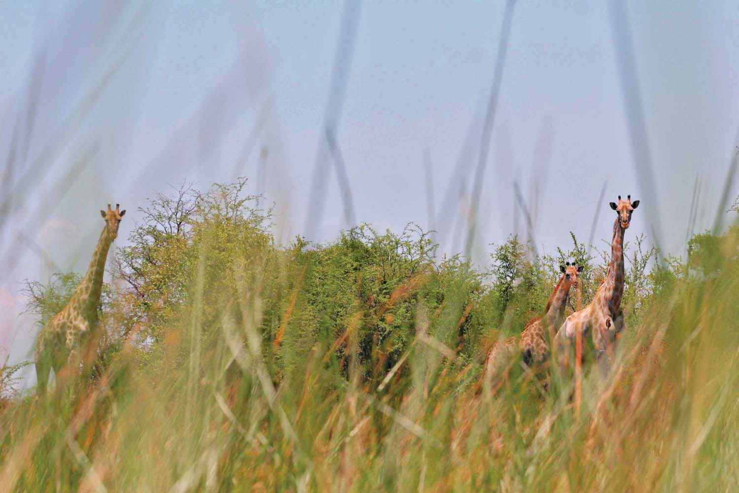 horse riding safari botswana