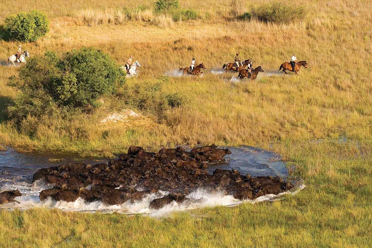 Horse riding safari okavango delta